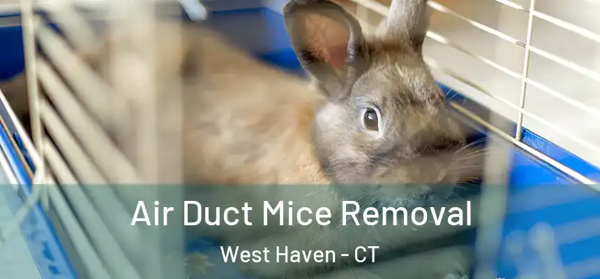  Air Duct Mice Removal West Haven - CT